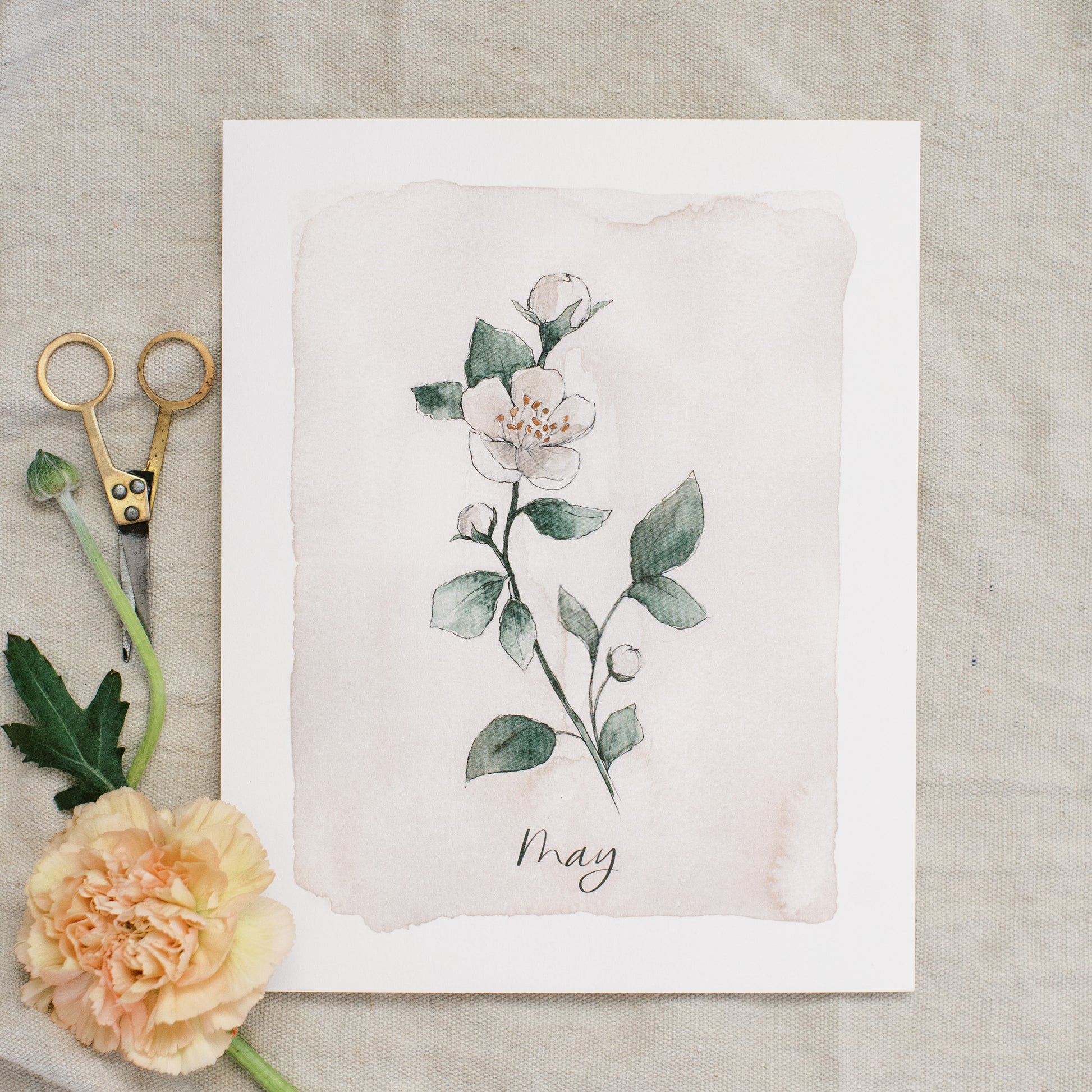 May Stems - Coley Kuyper Art